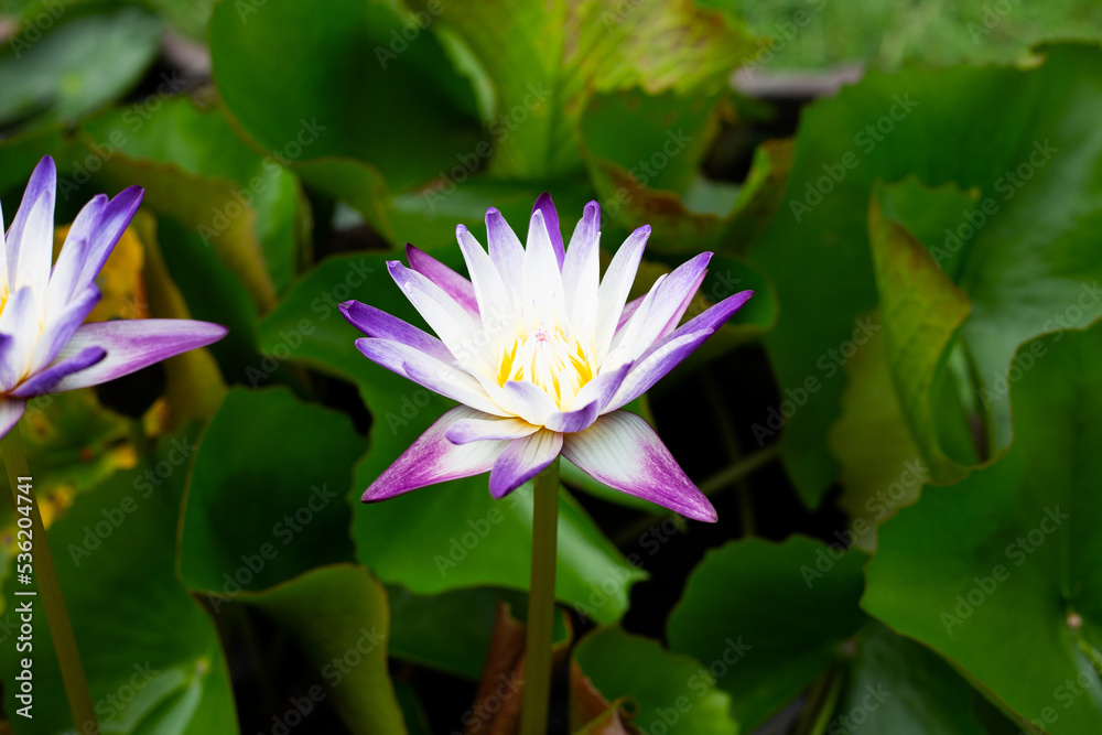 Beautiful blooming Nymphaea lotus flower with leaves, Water lily pot Beautiful blooming Nymphaea lotus flower with leaves, Water lily pot
