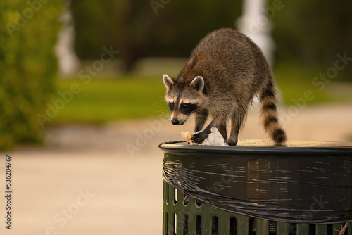 A raccoon (Procyon lotor) grabs food out of a trash can at a public park in Sarasota, Florida