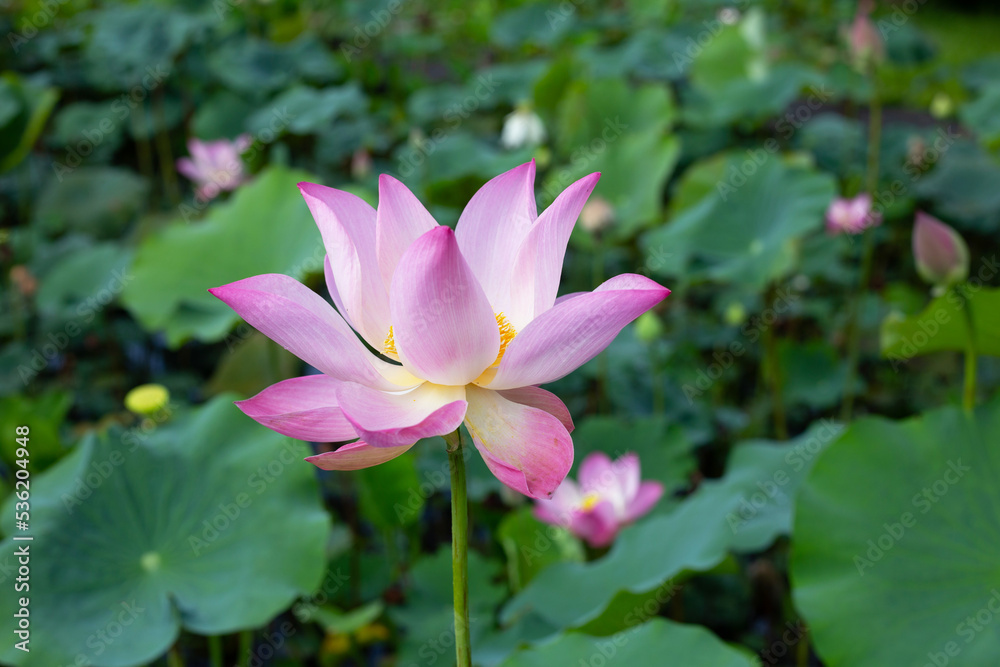 Pink lotus flower blooming in pond with green leaves Pink lotus flower blooming in pond with green leaves
