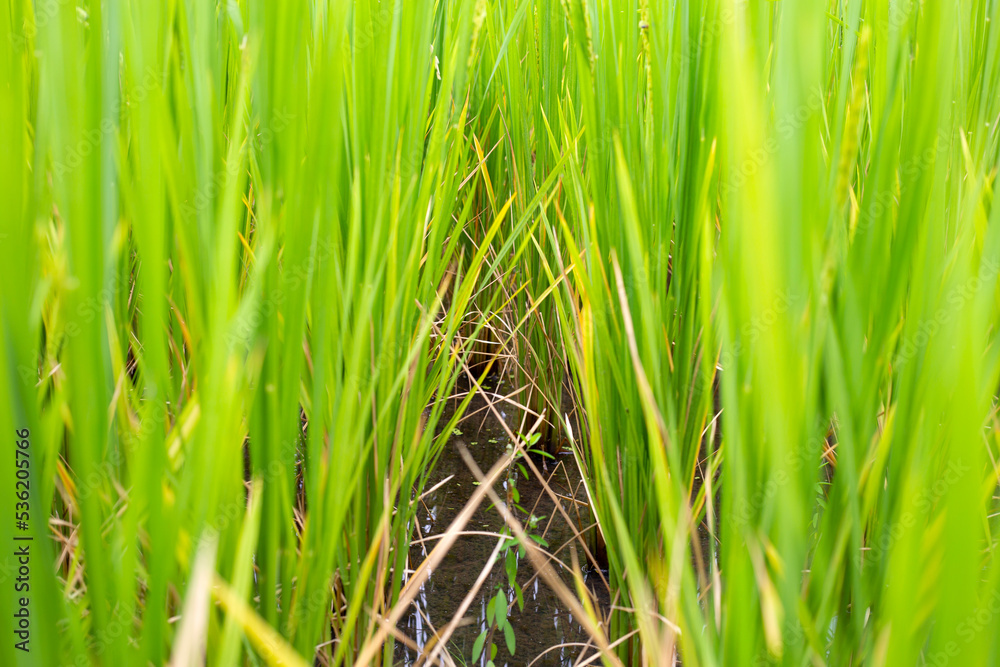 Obraz premium Rice plant in rice field.