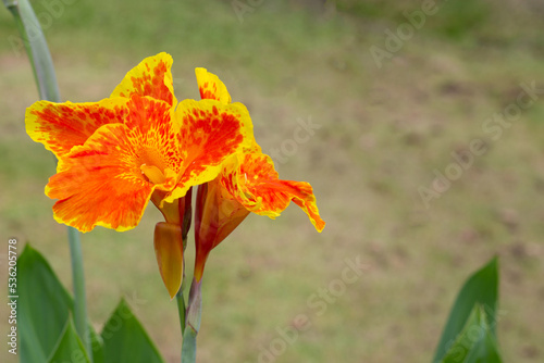 Beautiful canna flower with green leaves in the garden
