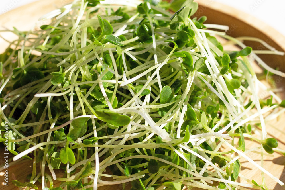 Organic kale sprouts. Healthiest vegetables concept Organic kale sprouts. Healthiest vegetables concept