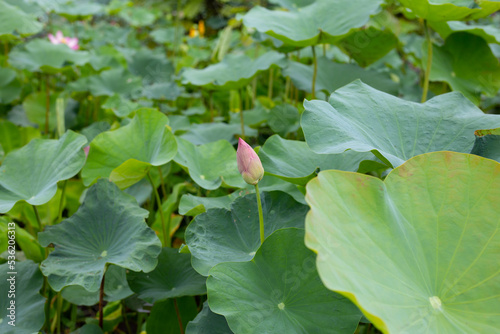 Lotus flower leaves in pond