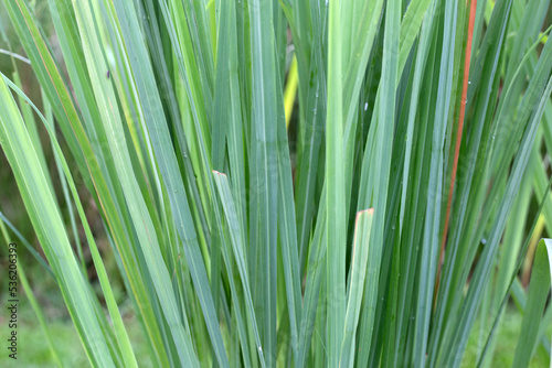 Lemongrass clump in the garden