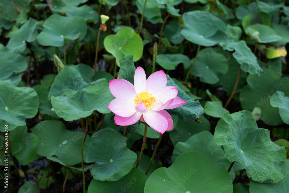 Pink lotus flower blooming in pond with green leaves Pink lotus flower blooming in pond with green leaves