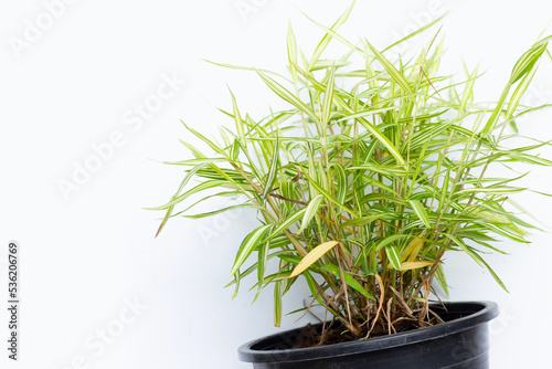Green yellow plant in pot on white background. Top view of Thyrsostachys Siamensis Gamble or Cat bamboo