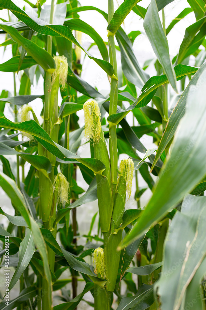 Fototapeta premium Young corn fruits on the corn field