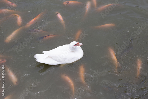 Free range duck farm. Natural organic duck with red tilapia fish in the pond