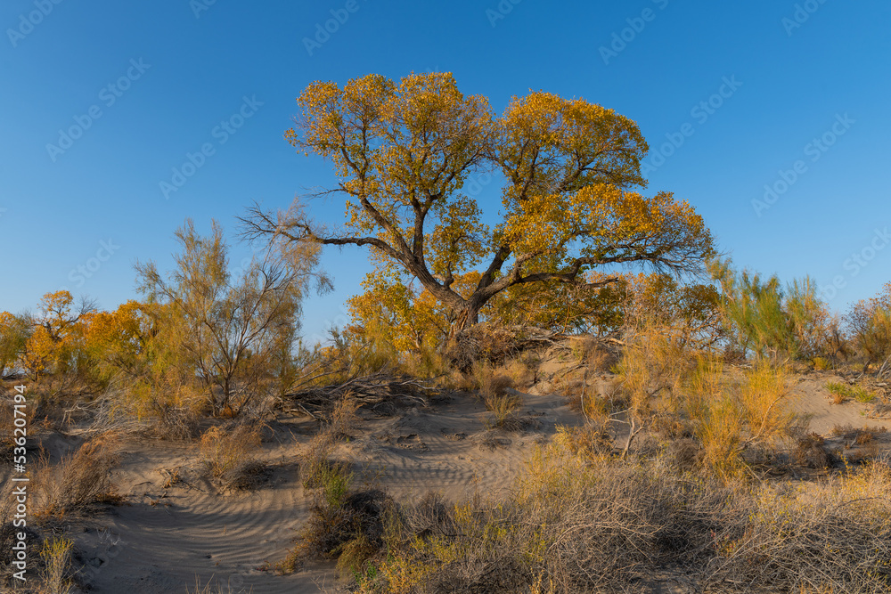 Fototapeta premium Picturesque turangas (trees from the poplar genus) on an autumn evening