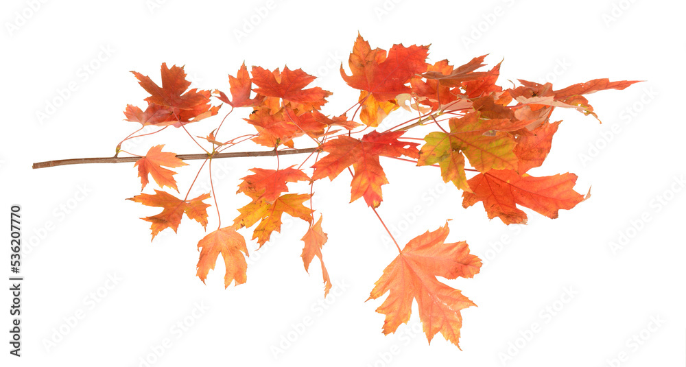 Obraz premium Orange autumn leaves