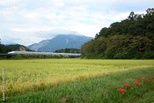 彼岸花の咲く東海道新幹線 京都～米原の田園地帯を走るN700A