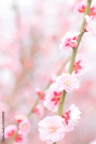 Cherry blossom, Plant, Pink