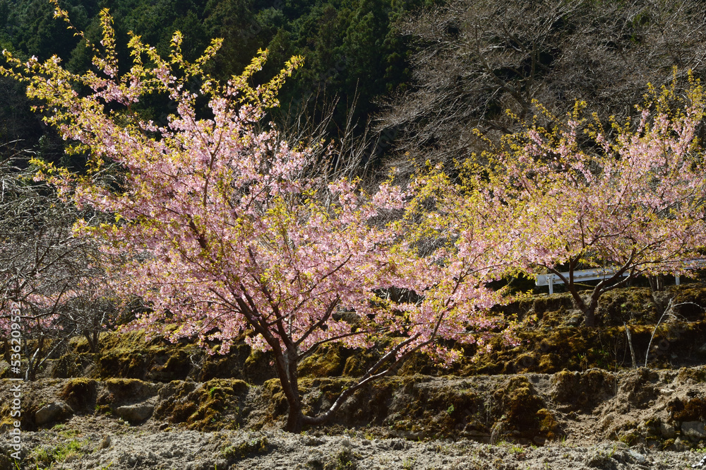 A peach tree like standing with both hands open toward the sky A peach tree like standing with both hands open toward the sky