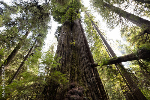 Forest Canopy in Redwood National Park on the North Coast of California. photo