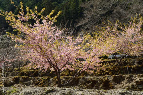 A peach tree like  standing with both hands open toward the sky