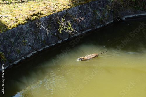 A nutria swimming in a pond