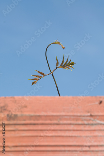 plant emerging bhind a wall  photo