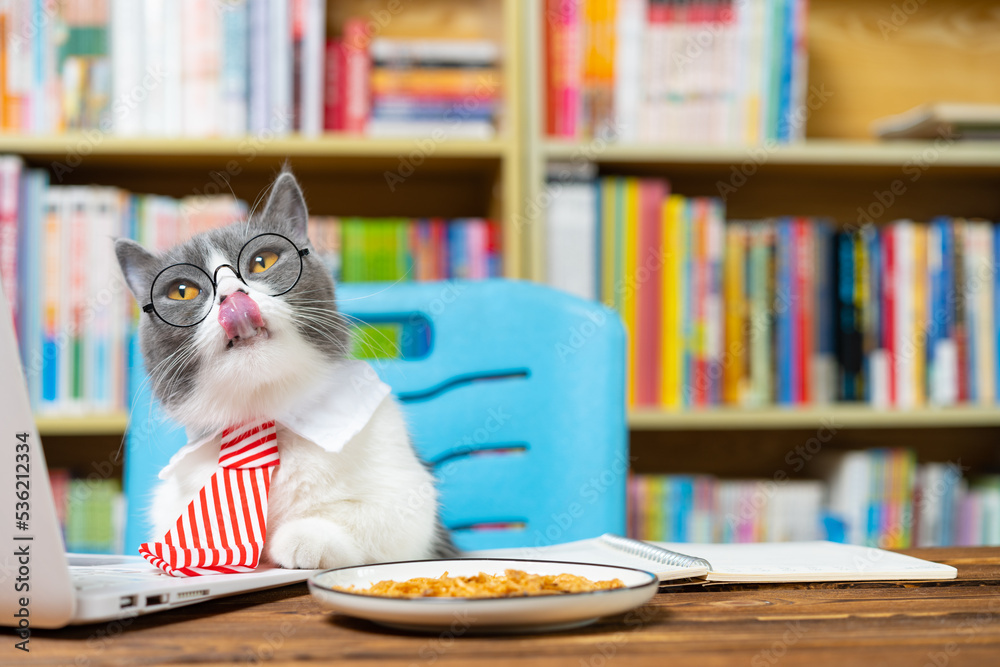greedy british shorthair cat with white collar and business tie and licking her mouth greedy british shorthair cat with white collar and business tie and licking her mouth