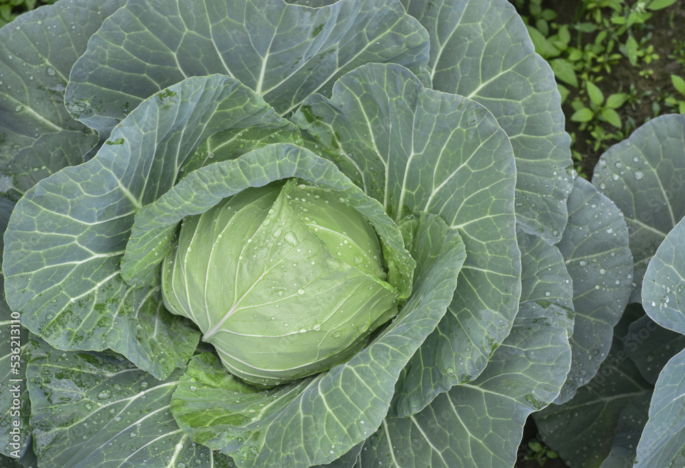Fresh ground-cabbage close-up Fresh ground-cabbage close-up