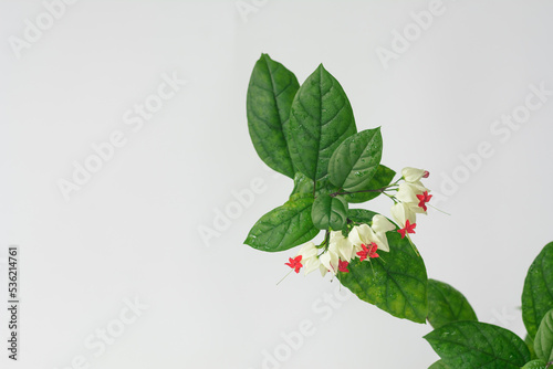 Clerodendrum thomsoniae or bleeding heart vine flowers isolated on white background. photo