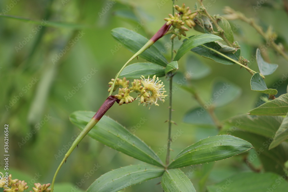 Cambodia. Mallotus is a genus of the spurge family Euphorbiaceae first described as a genus in 1790. The genus has about 150 species of dioecious trees or shrubs. Cambodia. Mallotus is a genus of the spurge family Euphorbiaceae first described as a genus in 1790. The genus has about 150 species of dioecious trees or shrubs.