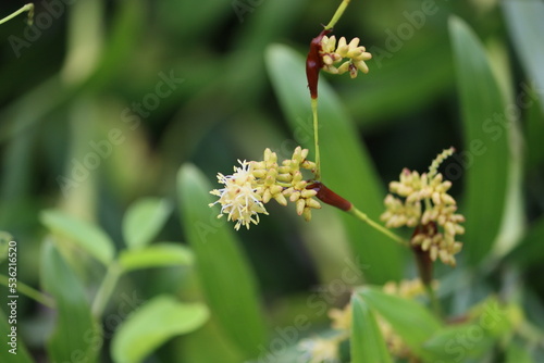 Cambodia. Mallotus is a genus of the spurge family Euphorbiaceae first described as a genus in 1790. The genus has about 150 species of dioecious trees or shrubs.