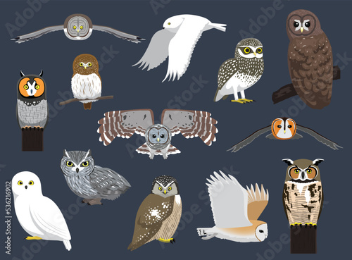 Various Owl Species Cute Cartoon Character Vector Illustration photo