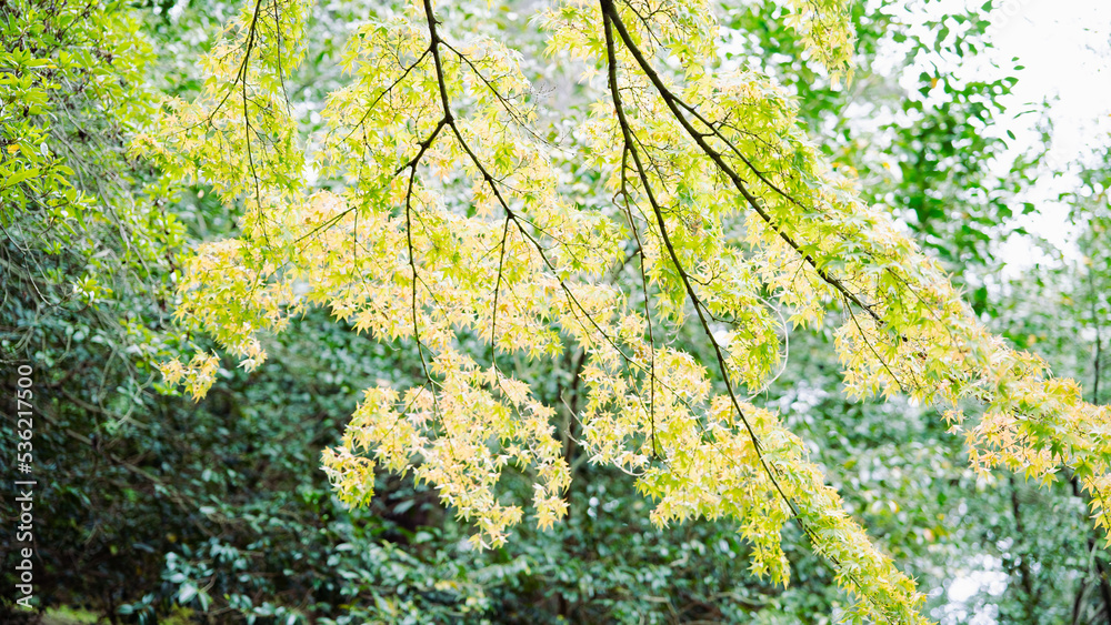 色づき始めた公園に植えられた桜の葉 色づき始めた公園に植えられた桜の葉