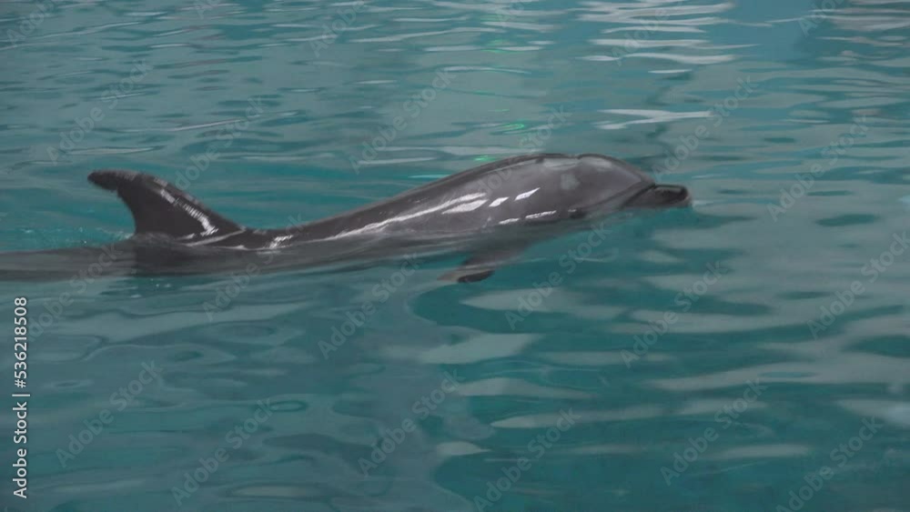 Dolphin swimming near the surface of the water