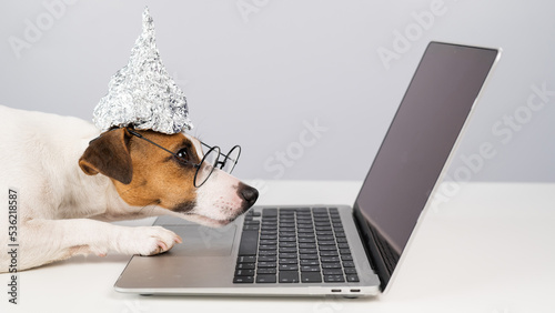Jack Russell Terrier dog in a tinfoil hat and glasses works at a laptop.  © Михаил Решетников