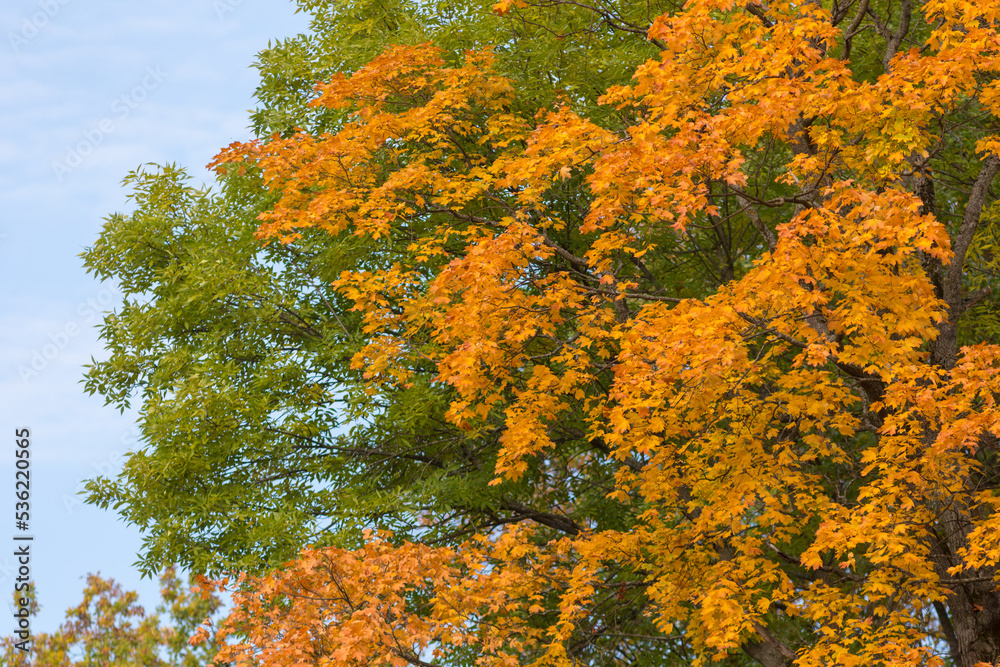 autumn foliage of a maple