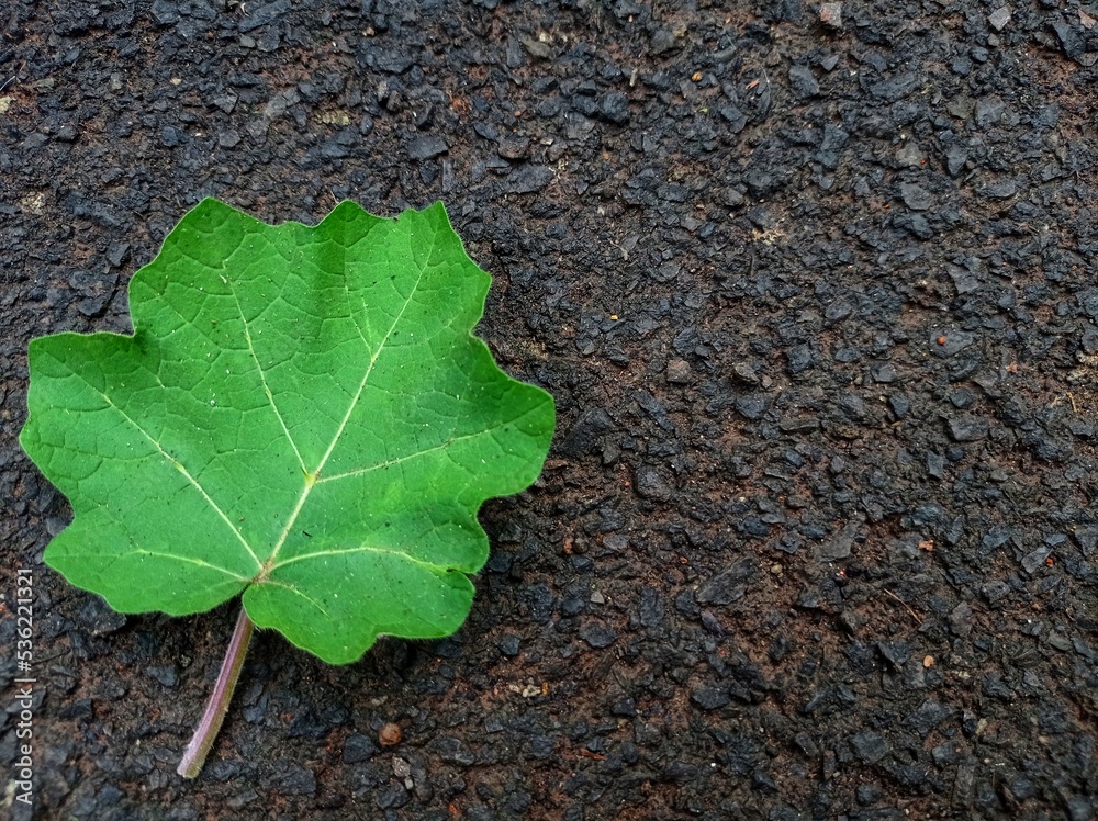 Solanum torvum leaves on asphalt background Solanum torvum leaves on asphalt background