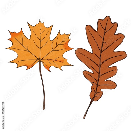 Autumn leaves set, isolated on white background. Leaves with watercolor textu...