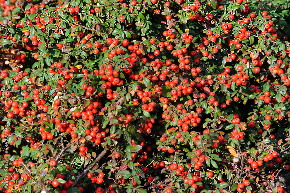Groundcover of bearberry cotoneaster (Cotoneaster horizontalis)