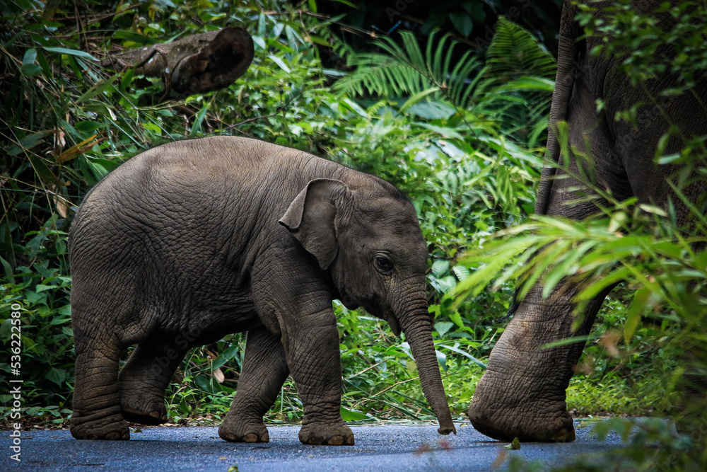Fototapeta premium The family of elephant in the Thailand Khao Yai national park. Forest from animals. Elephants baby feeding on the road in the forest of Thailand. wildlife of national park.