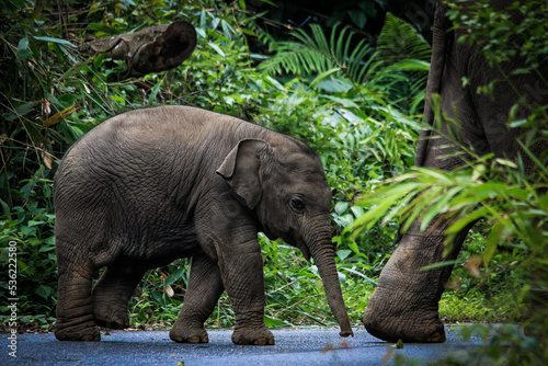 The family of elephant in the Thailand Khao Yai national park. Forest from animals. Elephants baby feeding on the road in the forest of Thailand. wildlife of national park. photo
