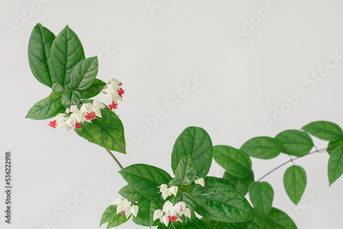 Clerodendrum thomsoniae or bleeding heart vine flowers isolated on white background.