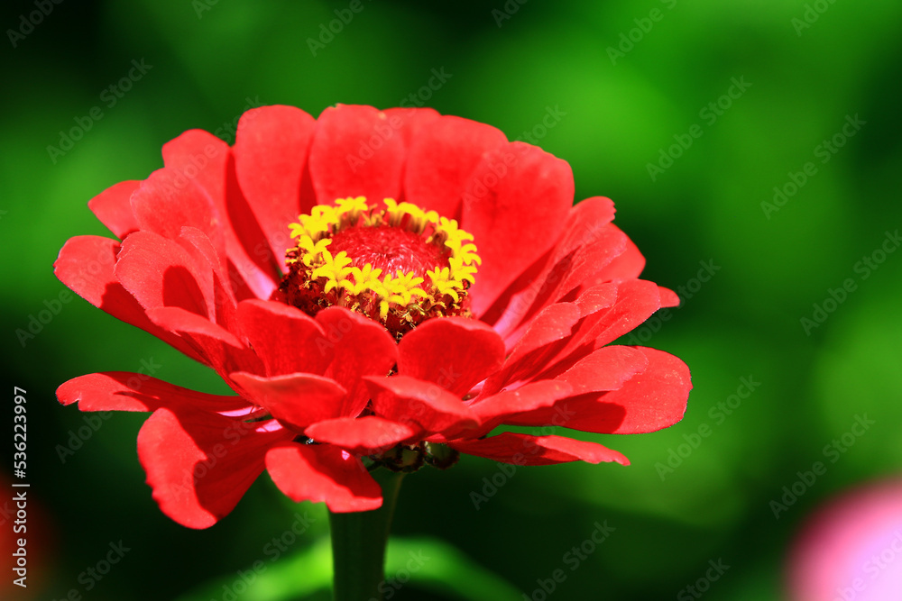 beautiful view of blooming Zinnia,Youth-and-old-age flower,close-up of red Zinnia flower blooming in the garden at a sunny day
beautiful view of blooming Zinnia,Youth-and-old-age flower,close-up of red Zinnia flower blooming in the garden at a sunny day