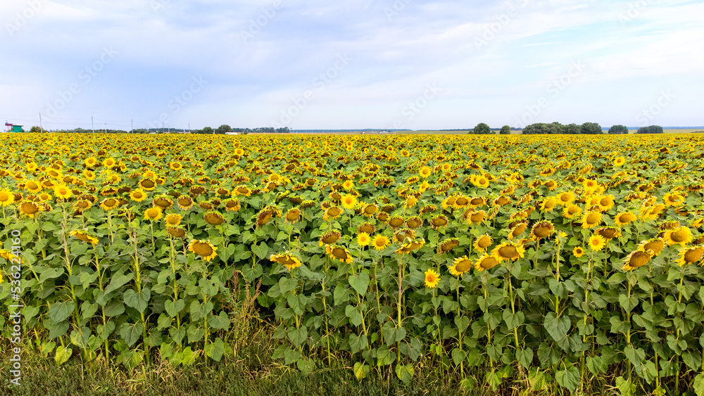 a field of sunflowers from a height, smooth rows of plants.
