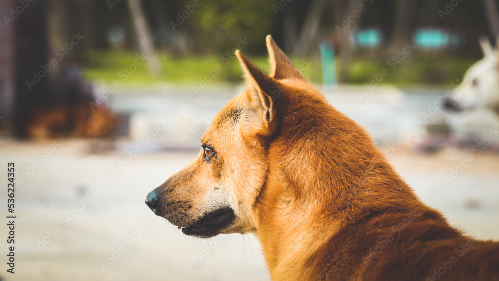 Stray dogs seen during the photoshoot. Stray dogs seen during the photoshoot.
