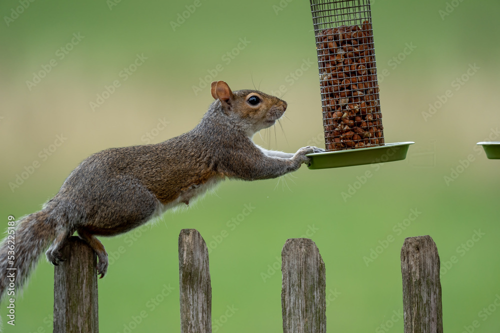 A grey squirrel reaches for a bird feeder full of nuts