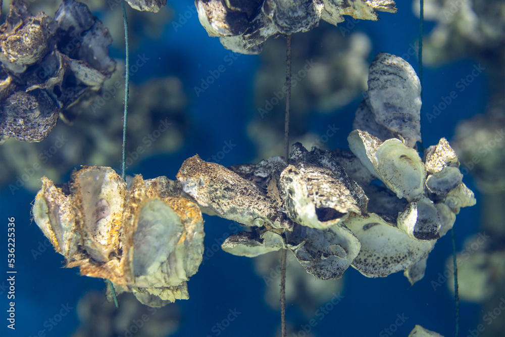 Aquaculture of the oyster under the sea Stock Photo Adobe Stock