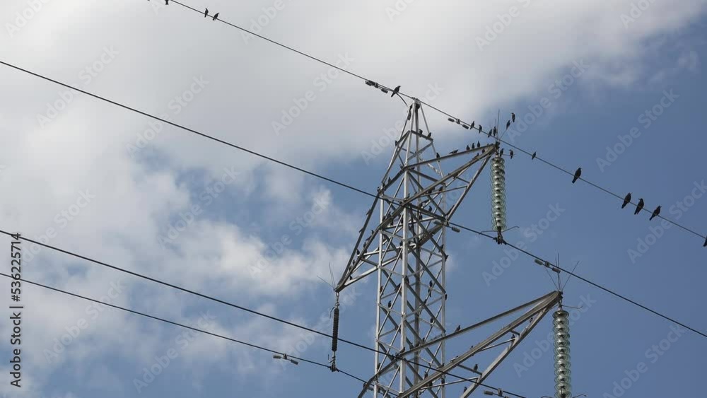 Many birds rest on electrical on electric pole and wires then fly away Many birds rest on electrical on electric pole and wires then fly away
