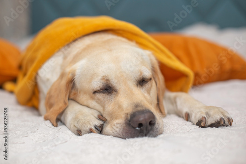 Cute Labrador retriever sleep in a blanket on bed. Lovely dog in home. Sad autumn.