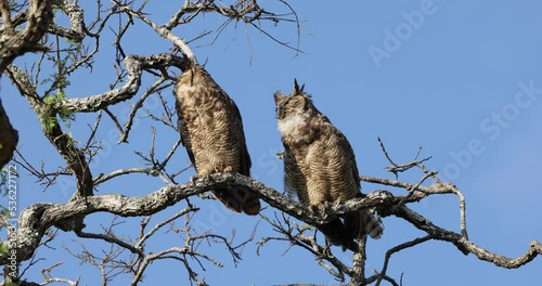 South American Great Owl Jacurutu in Serra da Canastra National Park. It is a subspecies of the great horned owl, Bubo virginianus. photo