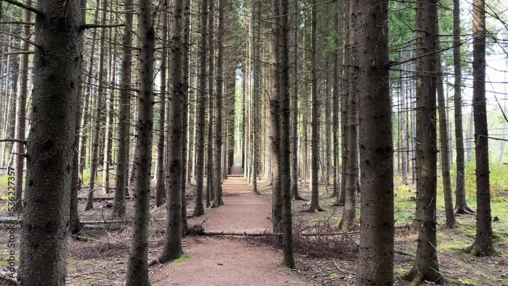 Narrow path between dry spruce forest with trees in line Narrow path between dry spruce forest with trees in line