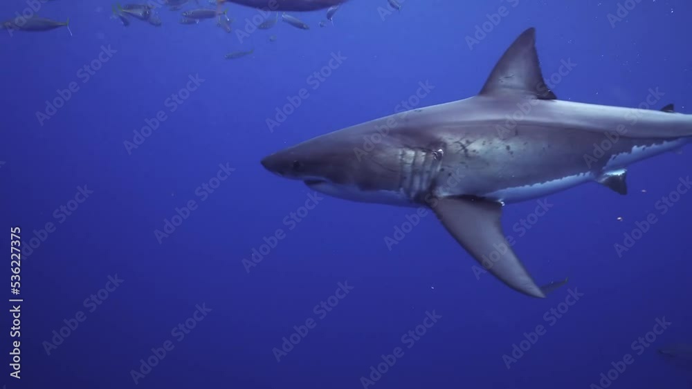 Tracking shot of a great white shark circling a school of fish and some yellowfin tuna Tracking shot of a great white shark circling a school of fish and some yellowfin tuna