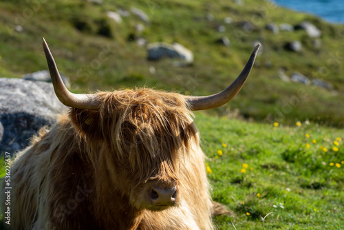 Highland cow on the Isle of Harris in Scotland