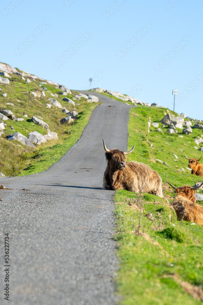 Highland cow lying on the road on the Isle of Harris in Scotland