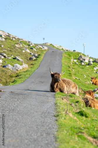 Obraz na płótnie Highland cow lying on the road on the Isle of Harris in Scotland w salonie